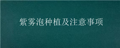 紫雾泡种植及注意事项 紫雾这样养才能爆盆