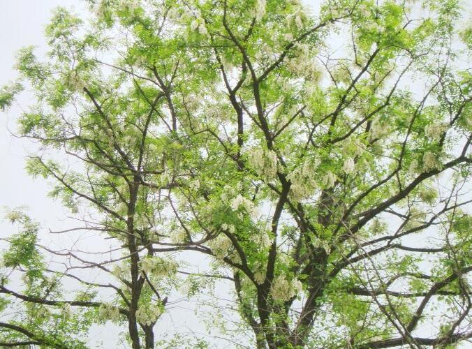 种植槐花树  财源滚滚来