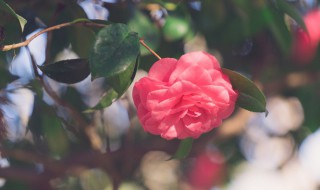 香妃茶花能种在院子里吗 香妃茶花能种在院子里吗