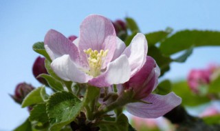 苹果花是什么季节开放（苹果是什么季节开的花）