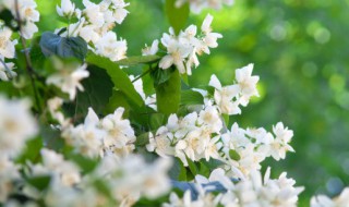 茉莉花什么季节开放 茉莉花什么季节开放的标准答案