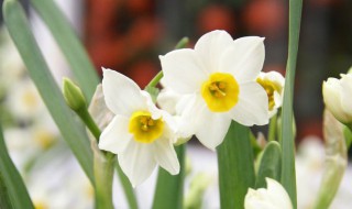 水仙花什么季节开放花 水仙花花在什么季节开放