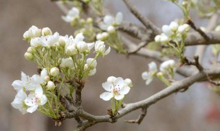 李花是在什么季节开放，李花是几月份开花