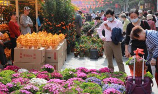 过春节摆什么鲜花，过春节摆什么鲜花最好