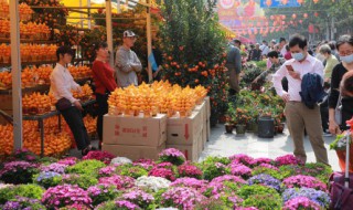 春节来临家里摆什么花（春节来临家里摆什么花比较好）