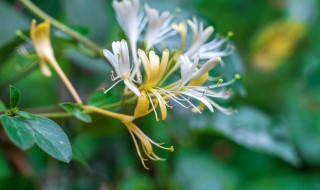 金银花新鲜的怎么保存 金银花干花怎么贮存