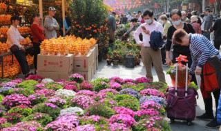 广东春节摆什么花 广州过年家里摆什么花