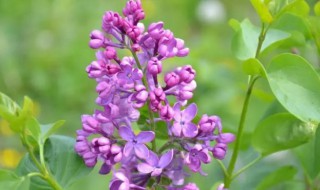 丁香花什么时候开花季节 丁香花什么季节开?