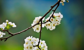 梨花怎么形容 梨花怎么形容颜色