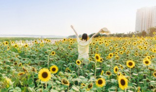 葵花什么时候成熟 葵花什么时间成熟