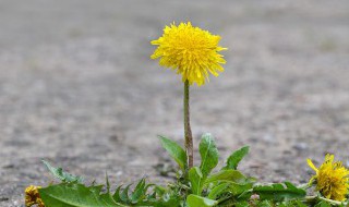 蒲公英怎么泡茶喝 蒲公英怎么泡茶喝最好