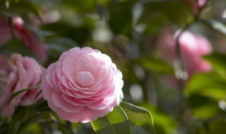 山茶花几月开花 菊花几月开花