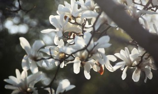 白玉兰树什么时候开花 白玉兰树几年开花