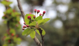 海棠一般什么时候开花（海棠什么时候开花什么时候落叶）