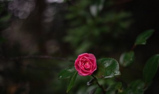 茶花的寓意和象征风水（茶花的寓意和象征意义）