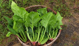 秋季适合种什么菜（这个季节适合种什么蔬菜）