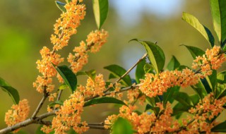 桂花什么时候大修剪好，桂花什么时候大修剪好看