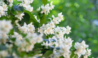 茉莉花是凉性还是热性（茉莉花是凉性还是热性食物）