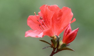 杜鹃花什么季节开放 杜鹃花什么季节开放时间