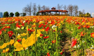 四季花海几月份去合适，四季花海什么时候去最好