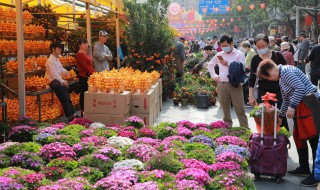 煤渣适合什么盆花载种 煤渣适合种什么植物