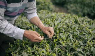 手工杜仲茶的制作方法（怎么制作杜仲茶）