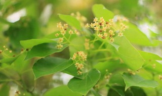 香樟在什么季节开放的花（香樟什么时候开花了）