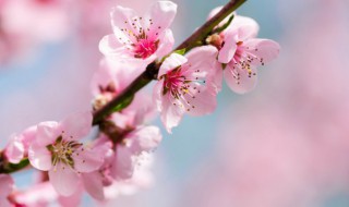 桃子花是什么季节开放（桃子花是什么季节开放的花）