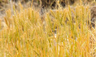 小麦几月份种（小麦什么时候种植最好）