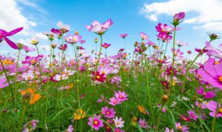 格桑花几月份种，格桑花几月种植