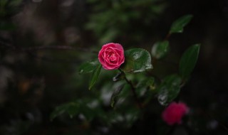 新鲜花瓣如何保存（鲜花瓣怎么保鲜）