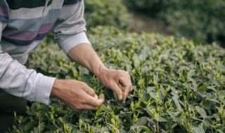 四季红山茶的养护方法 四季红山茶的养护方法和管理