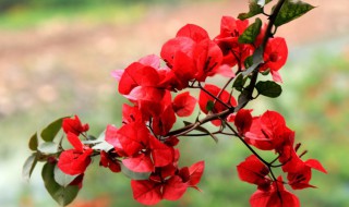 刺桐花什么季节开放，刺桐花什么季节开花