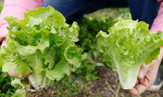 生菜几月份种（生菜几月份种最好多久可以吃）