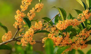 怎样养桂花树盆栽，桂花树的风水禁忌