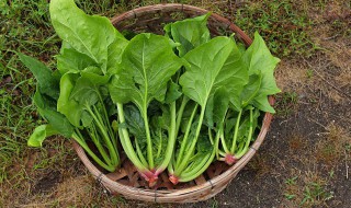 9月份适合种什么菜 这个季节适合种植什么菜