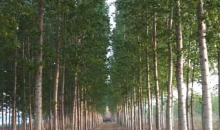 湿地适合种什么树（湿地适合种植什么树）