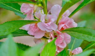 凤仙花隔几天浇一次水（凤仙花隔几天浇一次水好）