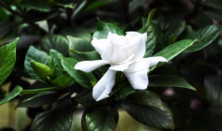 夏天几天给花浇一次水 夏天几天给花浇一次水好