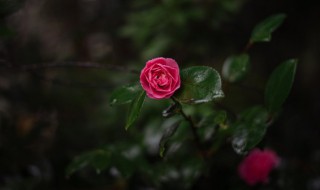 茶花几天浇一次酸水水（茶花几天浇一次水?）