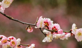 梅花几天浇一次水（梅花几天浇一次水好）