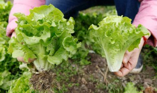 几月份种生菜 什么时候种生菜最合适