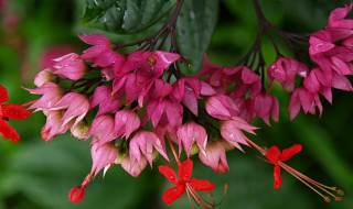 龙吐珠花可以放卧室吗（龙吐珠花摆放家里哪个位置好）