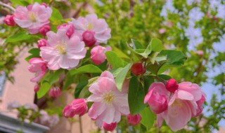 海棠花什么时候施肥，海棠花什么时候施肥施什么山茶花能用硫酸亚铁