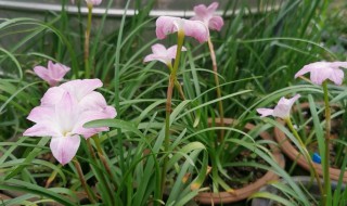 风雨兰种球种下去多久发芽 风雨兰种球多久可以开花