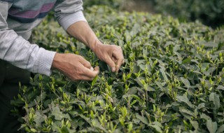 新茶与老茶的区别鉴别 新茶与老茶的区别鉴别图