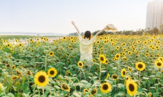 葵花春天可以种吗，葵花春季什么时候种