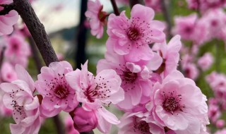 美人梅什么季节开放花（美人梅几月开花几月落叶）