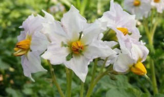 洋芋花什么季节开放（洋芋花什么季节开放最好）