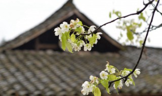 清明节去北京旅游好嘛 清明节适合去北京吗